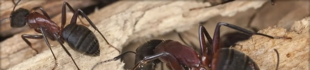 Close-up of ants on wood showing an active ant infestation in Norfolk, VA