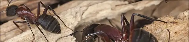 Close-up of ants on wood showing an active ant infestation in Norfolk, VA