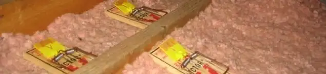 Mouse traps placed in an attic for rodent control in Norfolk, VA