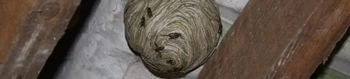 Wasp nest in an attic space, a common home infestation risk in Norfolk, VA