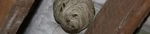 Wasp nest in an attic space, a common home infestation risk in Norfolk, VA