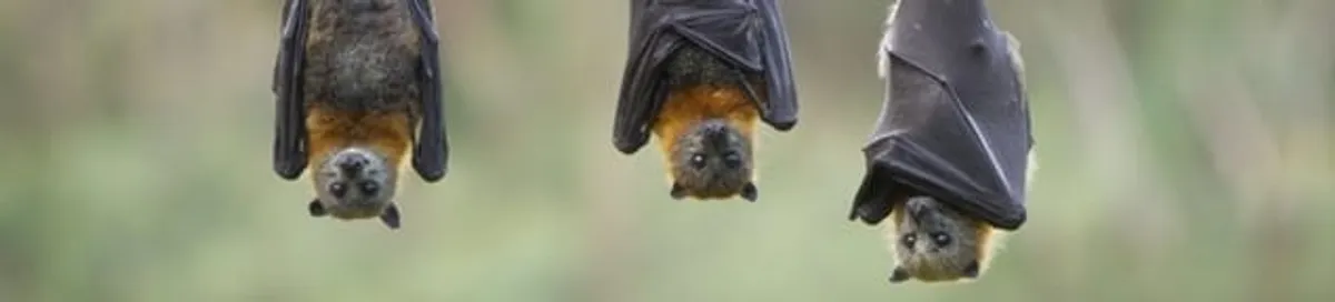 Bats roosting together, a common sign of a bat infestation in Norfolk, VA