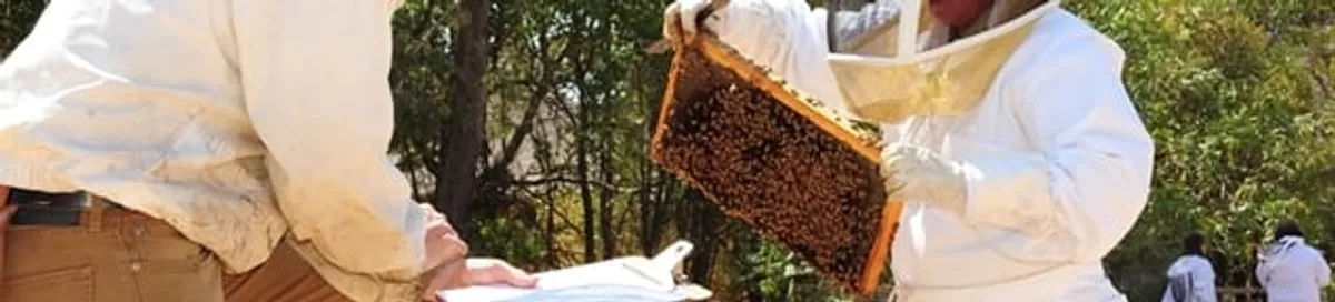 Bee removal specialists relocating a hive and honeycomb safely in Norfolk, VA