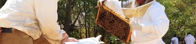 Bee removal specialists relocating a hive and honeycomb safely in Norfolk, VA