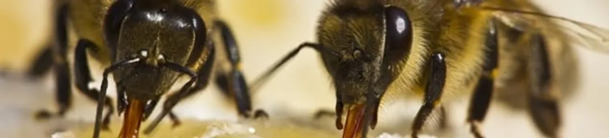 Close-up of honey bees, a sign of a nearby hive in Norfolk, VA