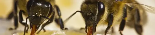 Close-up of honey bees, a sign of a nearby hive in Norfolk, VA
