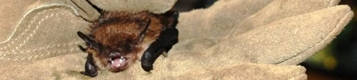 Bat removal specialist holding a bat safely during humane exclusion in Norfolk, VA