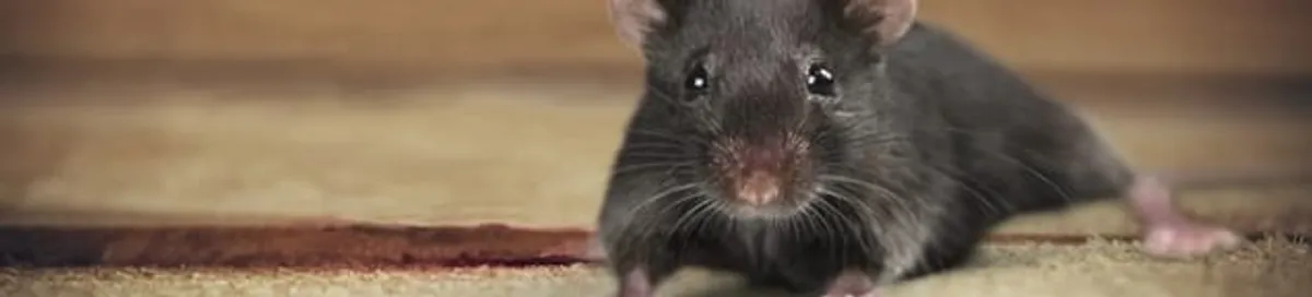 Mouse indoors, a common sign of a rodent infestation in Norfolk, VA