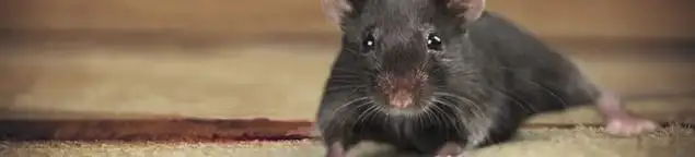 Mouse indoors, a common sign of a rodent infestation in Norfolk, VA