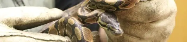 Snake removal specialist safely handling a snake with protective gloves in Norfolk, VA