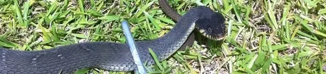 Snake in a yard, a common sign of a snake problem near a home in Norfolk, VA