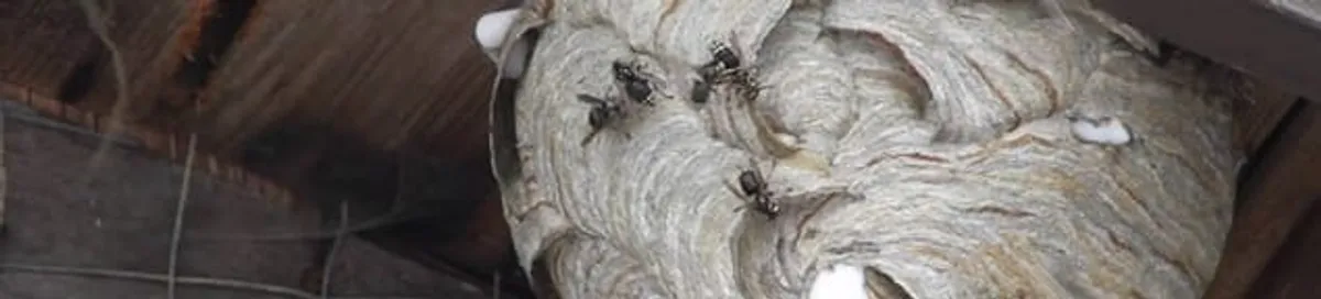Close-up of a wasp nest with active wasps, a sign of an infestation in Norfolk, VA