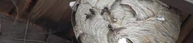 Close-up of a wasp nest with active wasps, a sign of an infestation in Norfolk, VA